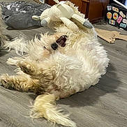 Gizmo joined the competition — help win amazing prizes! animal, cabinet, cardboard, dog, domestic, flooring, fluffy, fur, household_items, indoor, light_colored, living_room, lying_down, mouth_open, pet, plastic_bag, playful, stuffed_animal, toy, wooden_floor