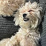 Cassie is registered to the contest to win money with this photo: dog, pet, sleeping, fluffy, white, cute, canine, relaxed, teeth, nap, fur, indoor, cozy, blanket, animal, adorable, resting, closeup, tongue, tongue_out