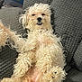 Cassie is registered to the contest to win money with this photo: dog, fluffy, couch, indoor, pet, relaxed, smiling, cream_color, fur, paw, face, teeth, resting, cute, domestic_animal, canine, animal, cozy, home, funny