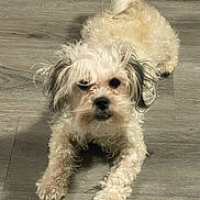 Cassie is registered to the contest to win money with this photo: dog, pet, curly_hair, fluffy, lying_down, floor, wooden_floor, animal, cute, small_dog, indoor, looking_at_camera, tail, mammal, fur, canine, companion, domestic_animal, front_paws, expression
