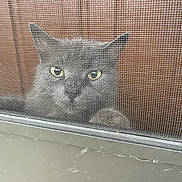 Star is registered to the contest to win money with this photo: animal, cat, closeup, curious, domestic_cat, door, ears, face, feline, fur, gray_cat, indoor, looking, mesh_screen, paw, pet, screen_door, whiskers, window, yellow_eyes