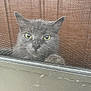 animal, cat, closeup, curious, domestic_cat, door, ears, face, feline, fur, gray_cat, indoor, looking, mesh_screen, paw, pet, screen_door, whiskers, window, yellow_eyes