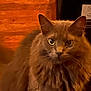 Star joined the competition — help win amazing prizes! alert, animal, brown, cat, closeup, cute, domestic, ears, eyes, feline, fluffy, fur, indoor, looking, mammal, pet, portrait, soft, warm_lighting, whiskers