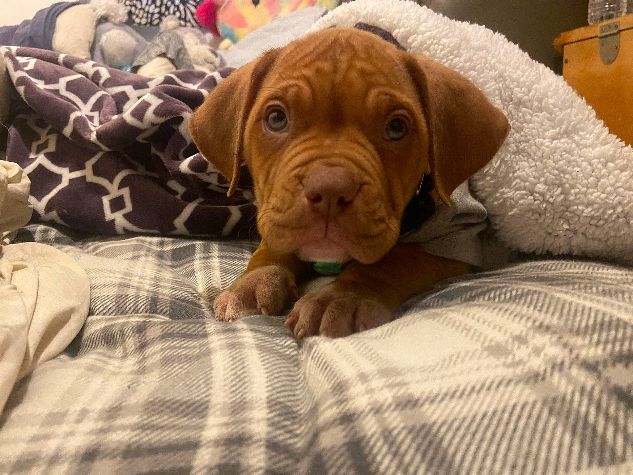 Bowzer is registered to the contest to win money with this photo: carnivore, comfort, companion_dog, dog, dog_breed, dog_collar, dog_supply, fawn, fur, liver, pattern, pet_supply, plaid, snout, tail, terrestrial_animal, toy, wood, working_animal, wrinkle