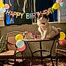 Luna joined the competition — help win amazing prizes! cat, birthday, party, balloons, table, chair, decoration, banner, window, outdoor, pet, celebration, festive, costume, rattan_chair, night, glass_table, colorful, animal, cute