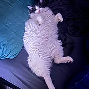 Luna joined the competition — help win amazing prizes! cat, fluffy, white, gray, bed, pillow, blanket, relaxed, indoor, pet, feline, lying_down, cozy, soft_lighting, animal, cute, sleepy, resting, domestic, whiskers