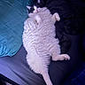 cat, fluffy, white, gray, bed, pillow, blanket, relaxed, indoor, pet, feline, lying_down, cozy, soft_lighting, animal, cute, sleepy, resting, domestic, whiskers