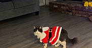 Luna joined the competition — help win amazing prizes! cat, christmas_outfit, living_room, fireplace, stockings, television, sofa, cushions, wooden_floor, decorations, holiday, pet, animal, costume, indoor, feline, festive, cute, home, christmas