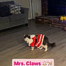 cat, christmas_outfit, living_room, fireplace, stockings, television, sofa, cushions, wooden_floor, decorations, holiday, pet, animal, costume, indoor, feline, festive, cute, home, christmas