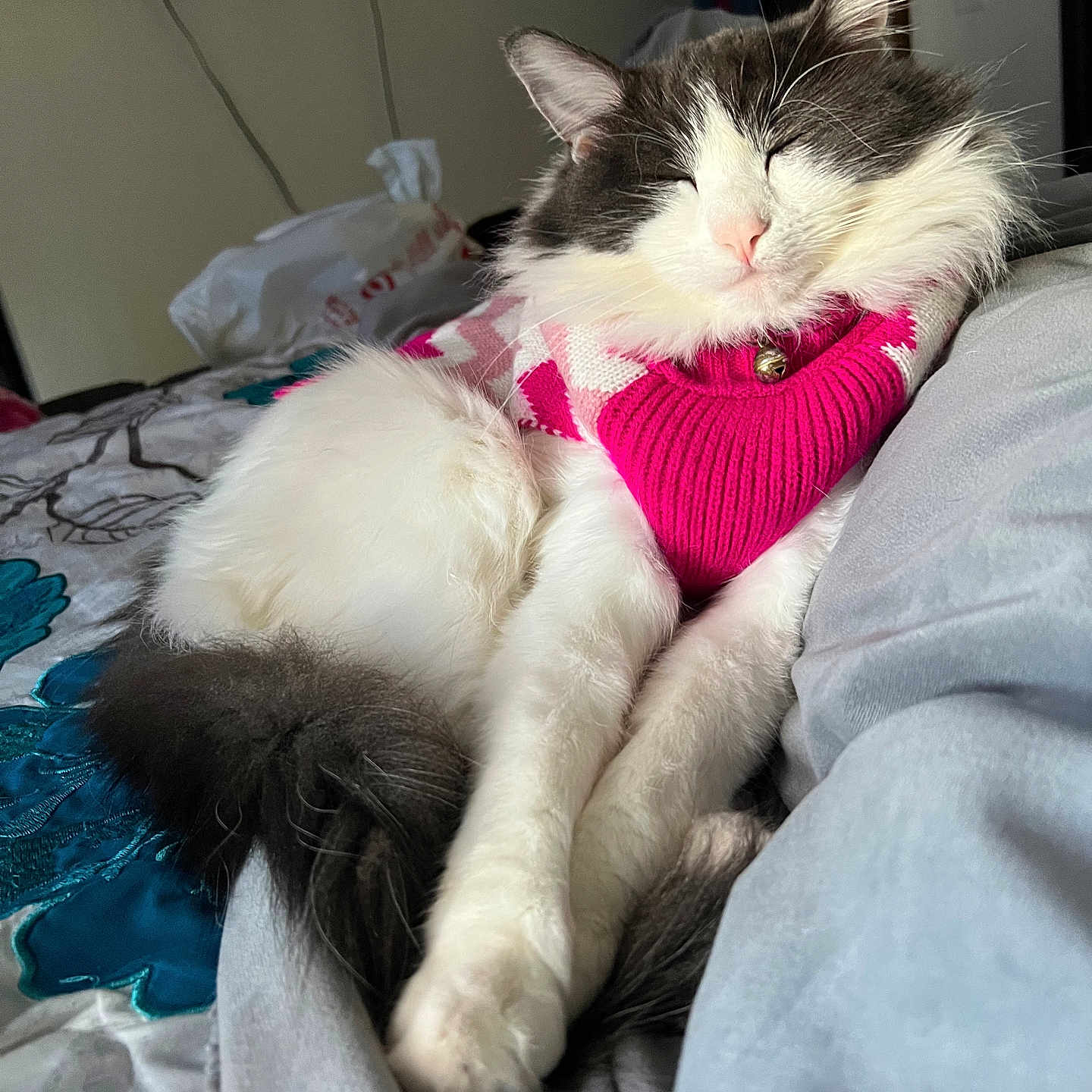 Luna is registered to the contest to win money with this photo: cat, sleeping, pink_sweater, fluffy, white, gray, bed, blanket, cozy, indoor, pet, resting, cute, feline, fur, domestic_animal, relaxed, animal_clothing, home, closeup