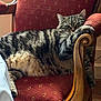 Arobaz a rejoint le concours — aidez-le/la à gagner de superbes lots ! cat, tabby, feline, pet, chair, red_upholstery, wooden_armrest, indoor, relaxed, fur, whiskers, paw, striped, comfort, cozy, home, animal, resting, portrait, domestic