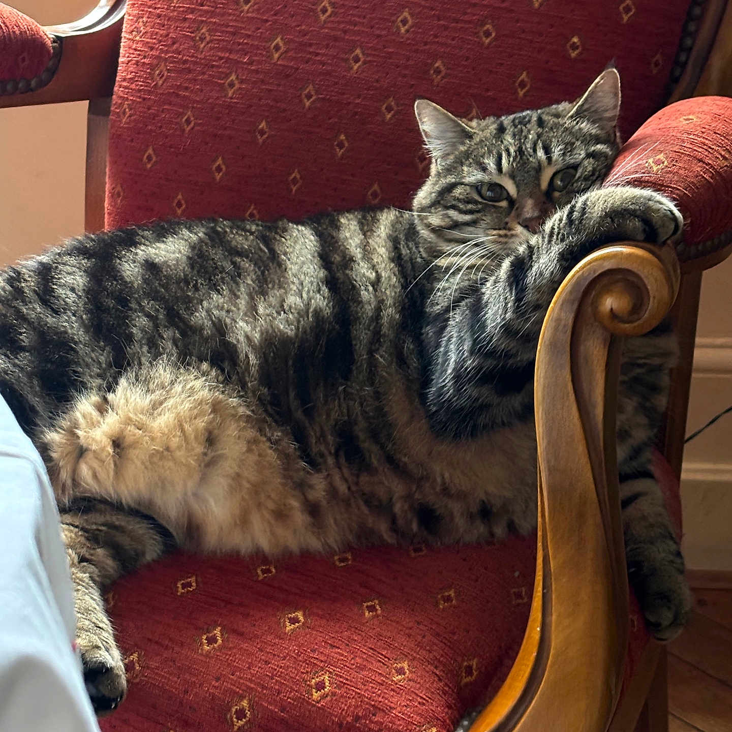 Arobaz a rejoint le concours — aidez-le/la à gagner de superbes lots ! animal, cat, chair, comfort, cozy, domestic, feline, fur, home, indoor, paw, pet, portrait, red_upholstery, relaxed, resting, striped, tabby, whiskers, wooden_armrest