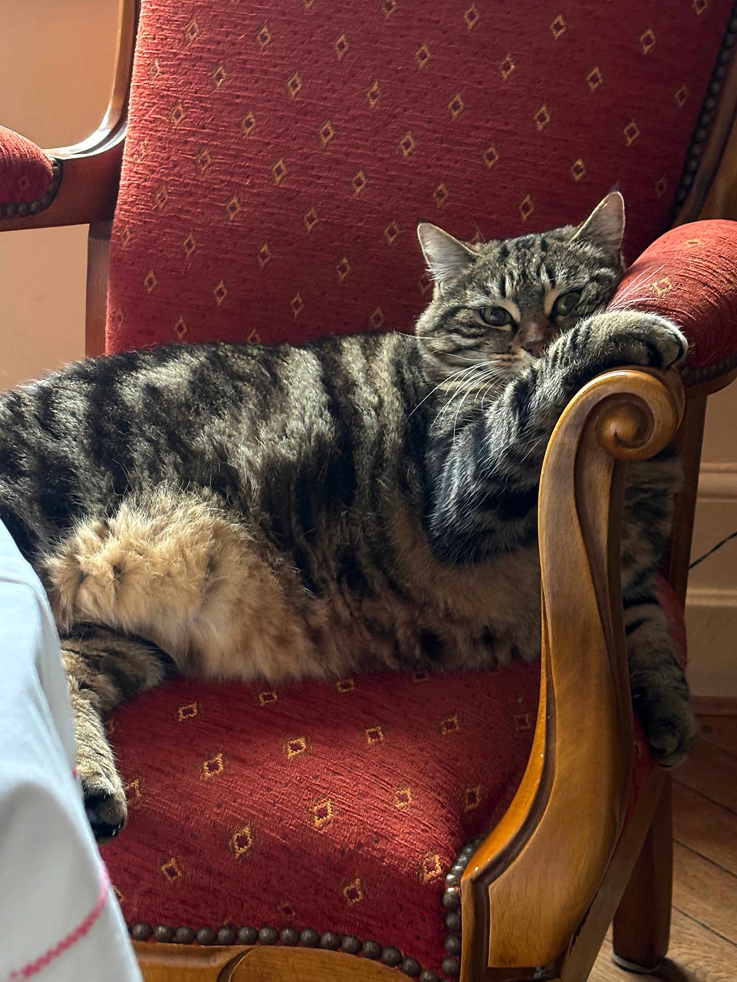 Arobaz a rejoint le concours — aidez-le/la à gagner de superbes lots ! cat, tabby, feline, pet, chair, red_upholstery, wooden_armrest, indoor, relaxed, fur, whiskers, paw, striped, comfort, cozy, home, animal, resting, portrait, domestic