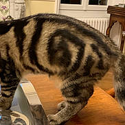 Arobaz participe au concours pour gagner de l'argent avec cette photo : cat, tabby_cat, striped_fur, indoor, wooden_table, metallic_object, scale, furniture, window, fireplace, home, pet, animal, close_up, brown, black, fur, legs, reflection, domestic