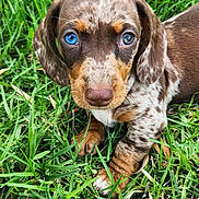 Artymus Fynnagin is registered to the contest to win money with this photo: animal, blue_eye, brown, closeup, cute, dog, ears, face, fur, grass, heterochromia, laying, nature, outdoor, paw, pet, puppy, snout, spotted, young