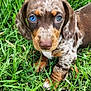 animal, blue_eye, brown, closeup, cute, dog, ears, face, fur, grass, heterochromia, laying, nature, outdoor, paw, pet, puppy, snout, spotted, young