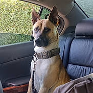Buddy is registered to the contest to win money with this photo: dog, canine, car_interior, backseat, leather_seat, collar, leash, window, hedge, portrait, alert, ears_up, tan_coat, black_mask, sitting, seat, rear_window, wood_trim, headrest, passenger