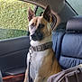 dog, canine, car_interior, backseat, leather_seat, collar, leash, window, hedge, portrait, alert, ears_up, tan_coat, black_mask, sitting, seat, rear_window, wood_trim, headrest, passenger