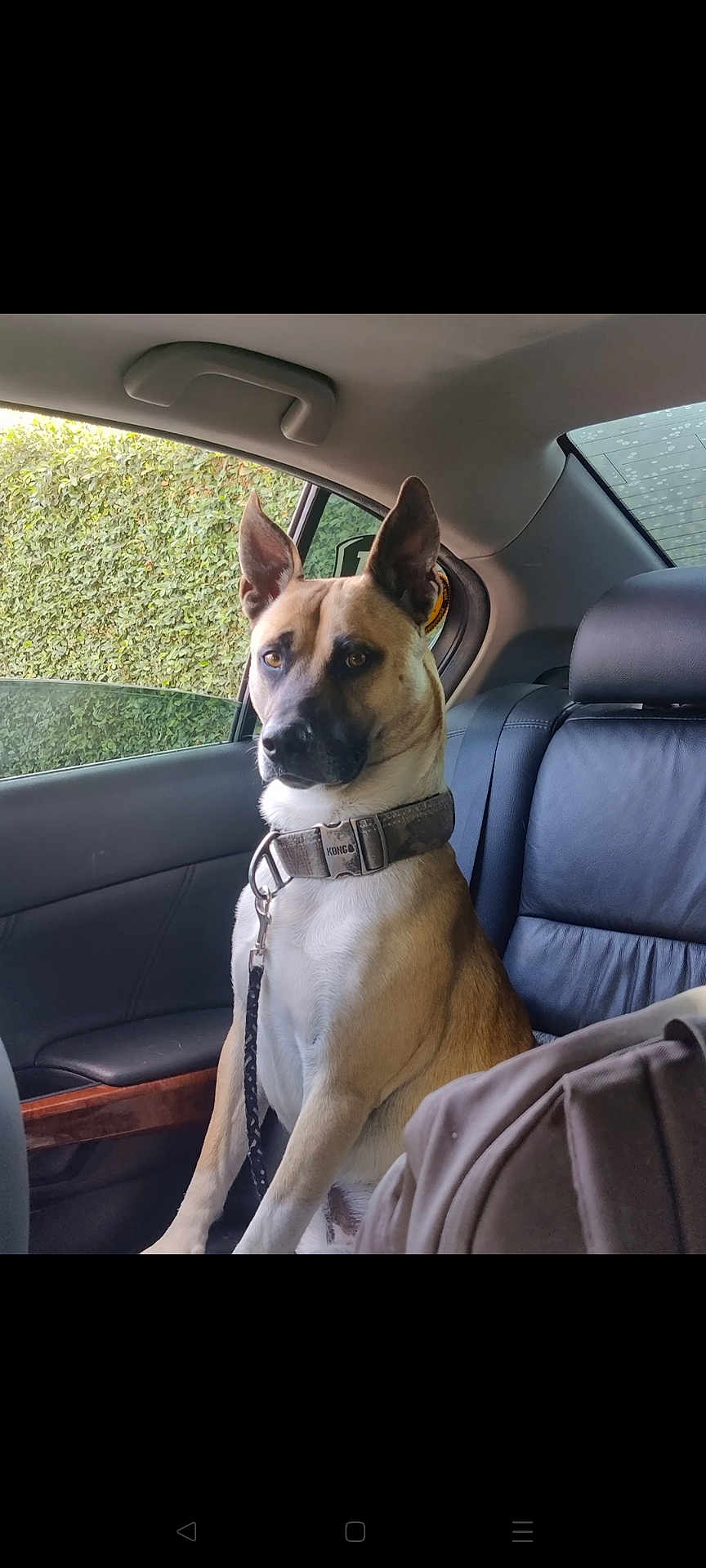Buddy is registered to the contest to win money with this photo: dog, canine, car_interior, backseat, leather_seat, collar, leash, window, hedge, portrait, alert, ears_up, tan_coat, black_mask, sitting, seat, rear_window, wood_trim, headrest, passenger