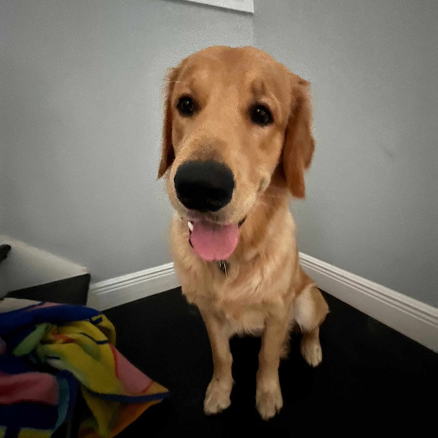 Kobe joined the competition — help win amazing prizes! animal, bodypart, canine, cockerspaniel, dog, goldenretriever, hound, indoors, labradorretriever, mouth, person, pet, puppy, terrier