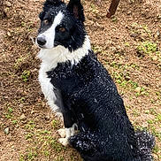 Syra a rejoint le concours — aidez-le/la à gagner de superbes lots ! alert, animal, black_and_white, border_collie, canine, cold, dirt, dog, ears, fur, grass, ground, nature, outdoor, pet, playful, sitting, snowflakes, wet_fur, winter