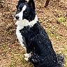 alert, animal, black_and_white, border_collie, canine, cold, dirt, dog, ears, fur, grass, ground, nature, outdoor, pet, playful, sitting, snowflakes, wet_fur, winter