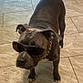 dog, sunglasses, chain, indoor, tile_floor, pet, canine, brown_dog, accessory, cool, standing, animal, collar, paw, short_hair, domestic_animal, fashion, portrait, house, companion
