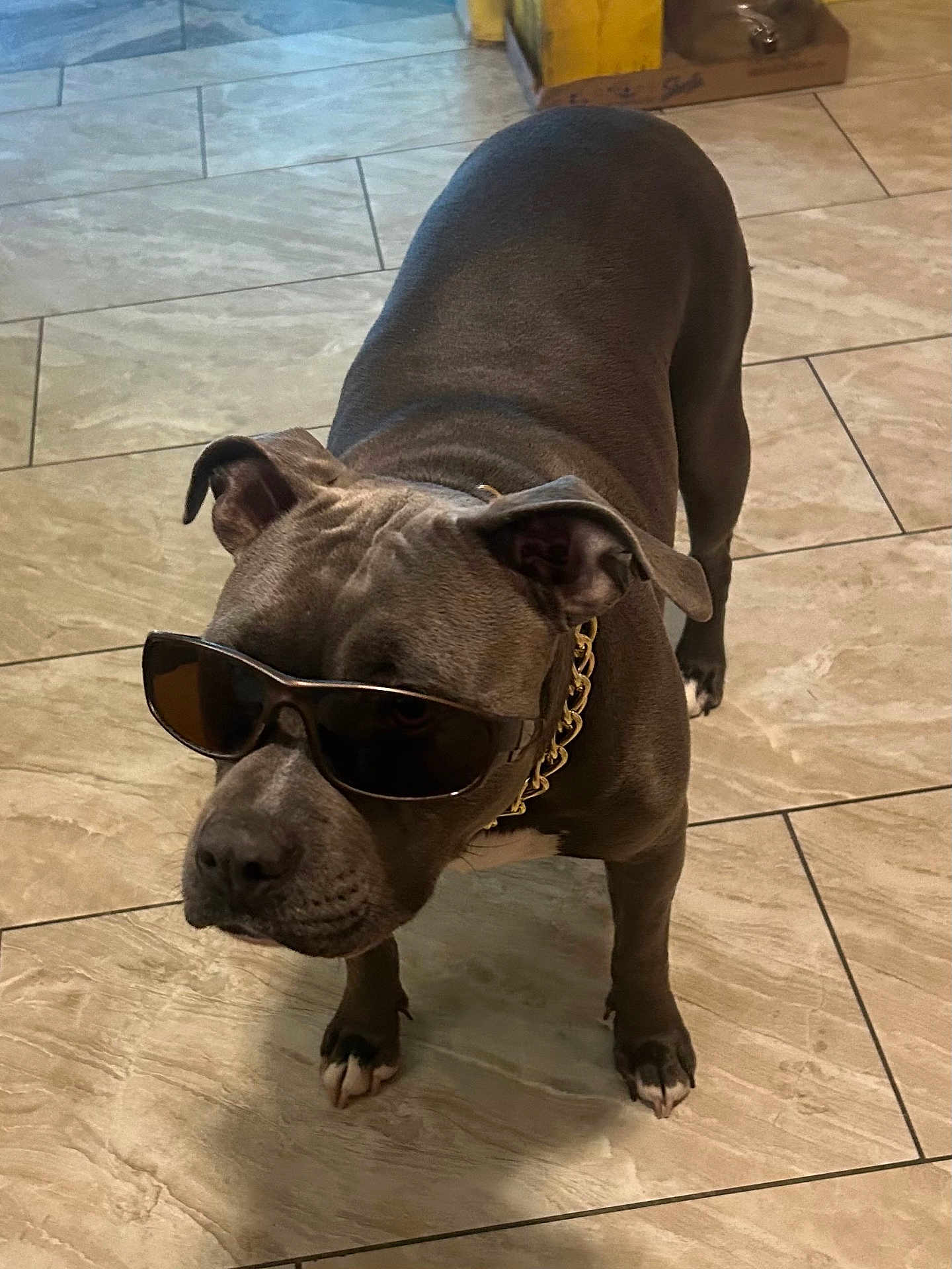 Skye is registered to the contest to win money with this photo: dog, sunglasses, chain, indoor, tile_floor, pet, canine, brown_dog, accessory, cool, standing, animal, collar, paw, short_hair, domestic_animal, fashion, portrait, house, companion