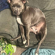 Skye is registered to the contest to win money with this photo: dog, couch, gray_dog, blanket, carpet, footwear, relaxed, indoor, pet, sleepy, paw, snout, fur, comfort, home, furniture, casual, resting, legs, seated