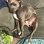 dog, couch, gray_dog, blanket, carpet, footwear, relaxed, indoor, pet, sleepy, paw, snout, fur, comfort, home, furniture, casual, resting, legs, seated