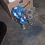 Skye is registered to the contest to win money with this photo: puppy, dog, blue_sweater, polar_bear_print, cardboard_boxes, concrete_floor, indoor, pet, animal, cute, small, curious, collar, standing, young_dog, grey_fur, canine, domestic_animal, warehouse, floor