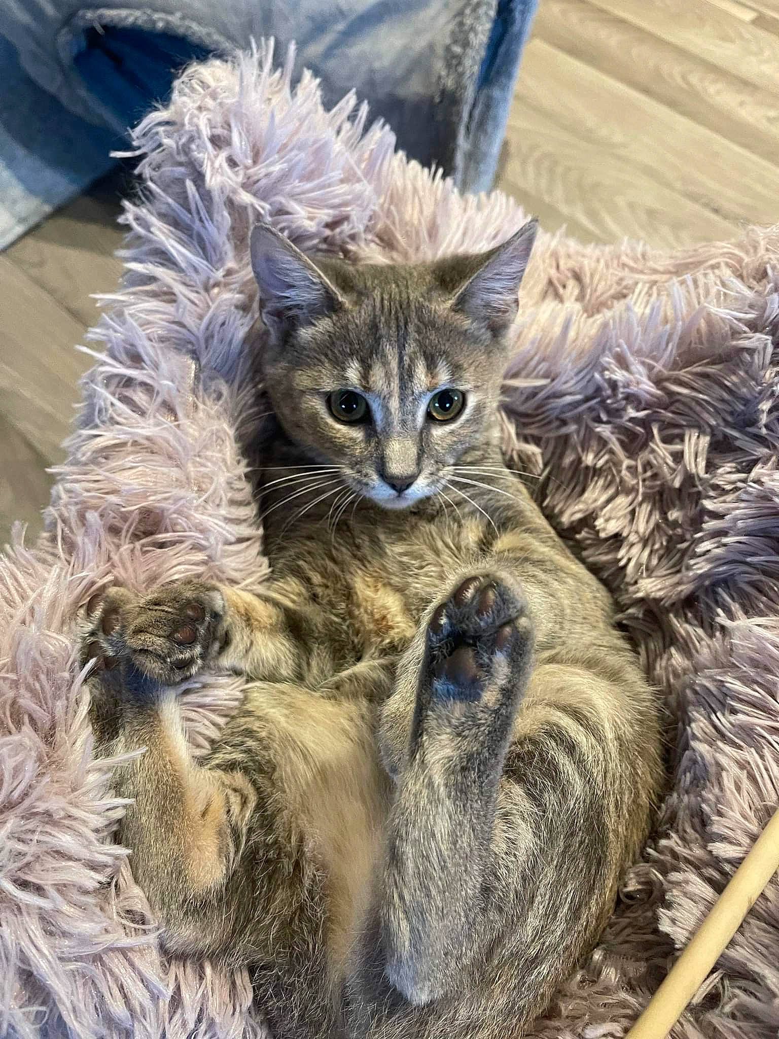 Freyja participe au concours pour gagner de l'argent avec cette photo : art, carnivore, cat, claw, domestic_short_haired_cat, electric_blue, event, fawn, feather, felidae, fur, plant, small_to_medium_sized_cats, snout, tail, terrestrial_animal, tree, whiskers, wildlife