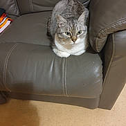 Ninine a rejoint le concours — aidez-le/la à gagner de superbes lots ! animal, calm, cat, comfort, cozy, curious, domestic, feline, fur, furniture, green_eyes, home, indoor, leather_couch, pet, quiet, resting, sitting, tabby, whiskers