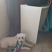 Bengi a rejoint le concours — aidez-le/la à gagner de superbes lots ! dog, white_dog, scarf, floor, wooden_floor, cabinet, curtain, indoor, pet, animal, looking_up, relaxed, cables, electronic_device, furniture, small_dog, home, cozy, quiet, companion