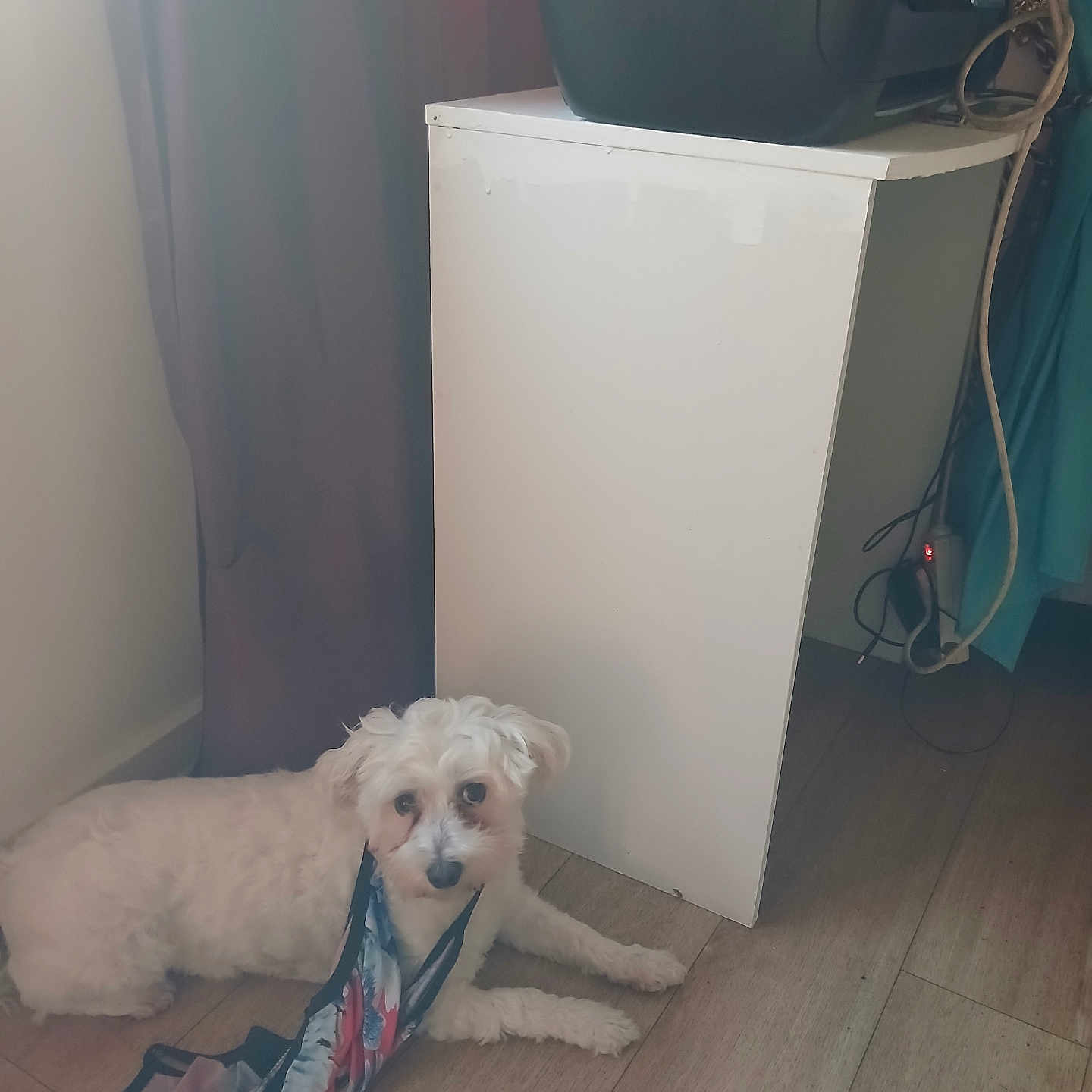 Bengi a rejoint le concours — aidez-le/la à gagner de superbes lots ! dog, white_dog, scarf, floor, wooden_floor, cabinet, curtain, indoor, pet, animal, looking_up, relaxed, cables, electronic_device, furniture, small_dog, home, cozy, quiet, companion