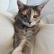 Opie joined the competition — help win amazing prizes! animal, cat, close_up, cozy, cute, ears, feline, fur, indoor, looking, nose, paw, pet, portrait, relaxed, soft, stretching, whiskers, white_cushion, yellow_eyes