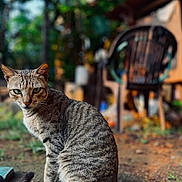 Green is registered to the contest to win money with this photo: cat, tabby, animal, outdoor, sitting, fur, nature, grass, chair, blurred_background, ground, pet, whiskers, tail, ears, eyes, domestic_animal, mammal, portrait, daylight