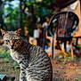 cat, tabby, animal, outdoor, sitting, fur, nature, grass, chair, blurred_background, ground, pet, whiskers, tail, ears, eyes, domestic_animal, mammal, portrait, daylight