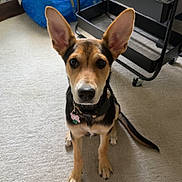 Poppy joined the competition — help win amazing prizes! animal, bag, black, brown, carpet, cart, collar, curious, cute, dog, domestic, ears, floor, home, indoor, looking, pet, sitting, tag, tan