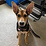 animal, bag, black, brown, carpet, cart, collar, curious, cute, dog, domestic, ears, floor, home, indoor, looking, pet, sitting, tag, tan