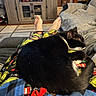 animal, bed, bedroom, black_and_white, blanket, cat, cozy, curled_up, ears, feline, furniture, home, human_legs, indoor, pajamas, pet, relaxed, sleeping, tuxedo_cat, whiskers