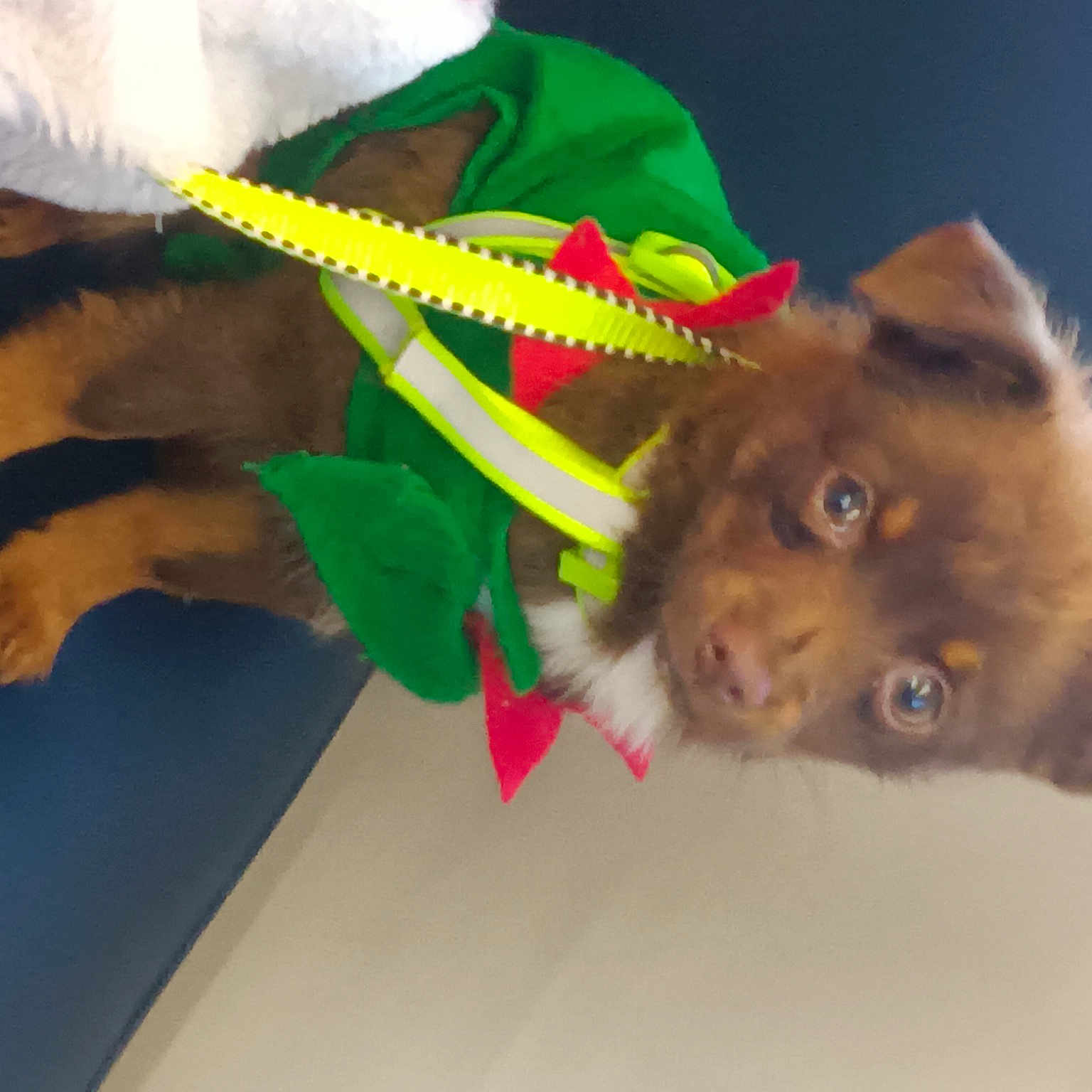 Buddy is registered to the contest to win money with this photo: canidae, carnivore, cat_toy, collar, companion_dog, dog_breed, dog_supply, event, fawn, felidae, flooring, fur, german_spitz, paw, small_to_medium_sized_cats, spitz, sporting_group, tail, whiskers, working_animal