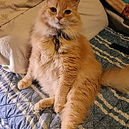 Garfield is registered to the contest to win money with this photo: animal, bed, cat, collar, cute, domestic_cat, feline, fluffy_cat, fur, indoor, looking_at_camera, orange_cat, pet, pillow, quilt, relaxed, sitting, tag, tail, whiskers