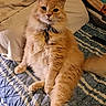 animal, bed, cat, collar, cute, domestic_cat, feline, fluffy_cat, fur, indoor, looking_at_camera, orange_cat, pet, pillow, quilt, relaxed, sitting, tag, tail, whiskers