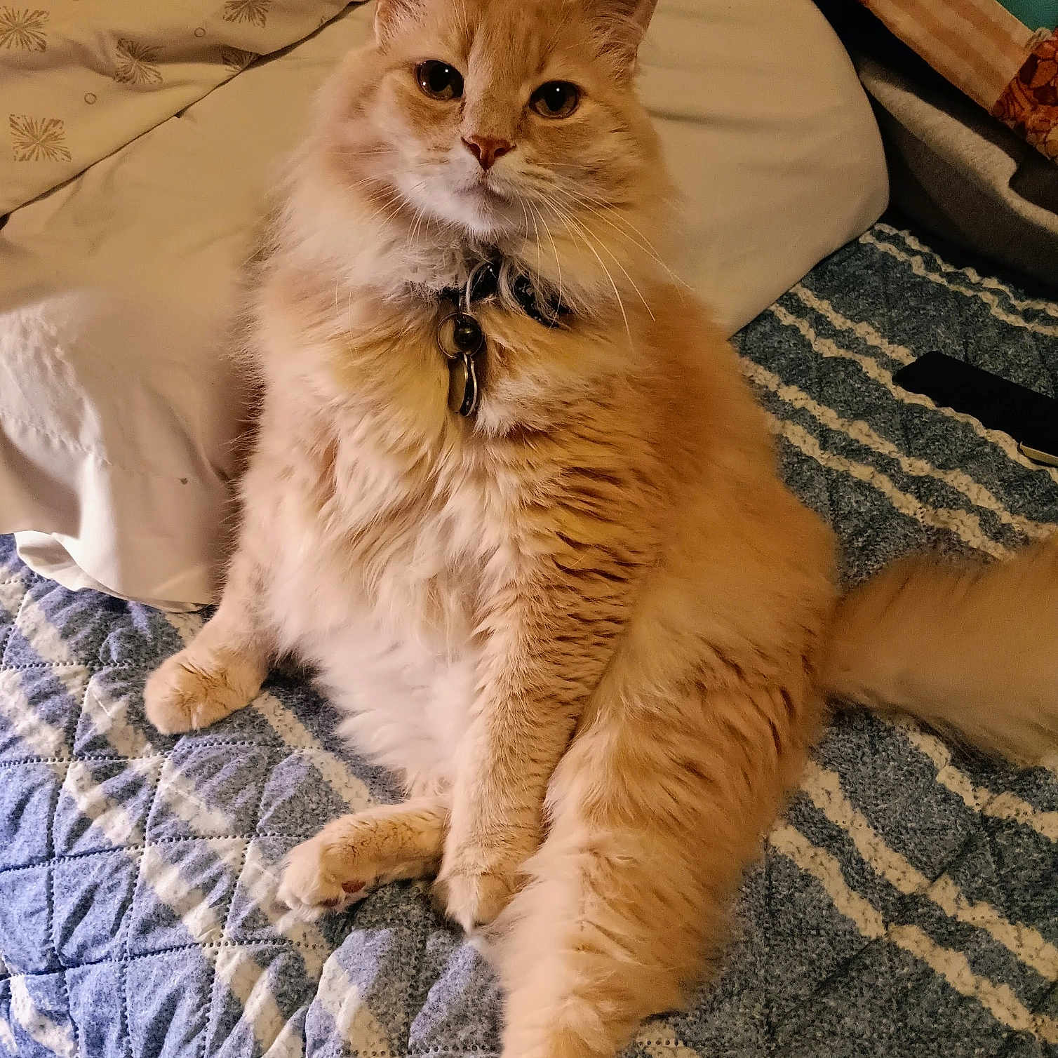 Garfield is registered to the contest to win money with this photo: animal, bed, cat, collar, cute, domestic_cat, feline, fluffy_cat, fur, indoor, looking_at_camera, orange_cat, pet, pillow, quilt, relaxed, sitting, tag, tail, whiskers
