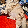 Garfield is registered to the contest to win money with this photo: animal, bedroom, casual, cat, cozy, cream_color, cute, domestic, fluffy, furniture, furry, household, indoor, paw, pet, red_blanket, relaxed, resting, tail, whiskers