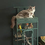 Vincent And Eddie joined the competition — help win amazing prizes! cat, feline, pet, animal, indoor, birdcage, green, fluffy, two_cats, resting, looking, wall, furniture, home, domestic, cute, fur, tail, portrait, cozy