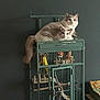 cat, feline, pet, animal, indoor, birdcage, green, fluffy, two_cats, resting, looking, wall, furniture, home, domestic, cute, fur, tail, portrait, cozy