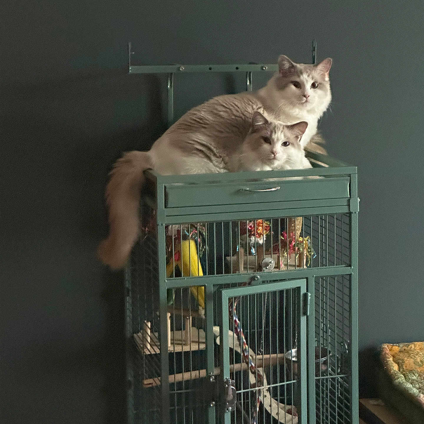 Vincent And Eddie joined the competition — help win amazing prizes! animal, birdcage, cat, cozy, cute, domestic, feline, fluffy, fur, furniture, green, home, indoor, looking, pet, portrait, resting, tail, two_cats, wall