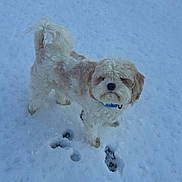 Coach is registered to the contest to win money with this photo: dog, snow, paw_prints, outdoor, pet, winter, white, fur, collar, animal, canine, cute, fluffy, small_dog, standing, playful, cold, nature, daytime, walking